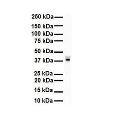 Anti-HNRNPA3 antibody, N-term used in Western Blot (WB). GTX47187