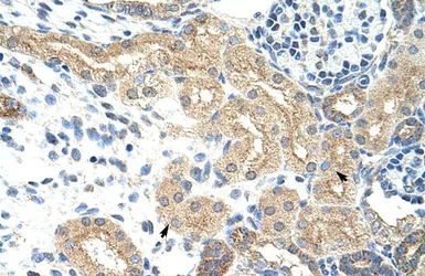 Anti-NXF5 antibody, Internal used in IHC (Paraffin sections) (IHC-P). GTX47238