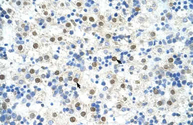 Anti-DAZAP1 antibody, C-term used in IHC (Paraffin sections) (IHC-P). GTX47274
