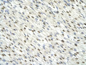 Anti-DAZAP1 antibody, C-term used in IHC (Paraffin sections) (IHC-P). GTX47274