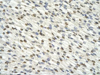 Anti-DAZAP1 antibody, C-term used in IHC (Paraffin sections) (IHC-P). GTX47277