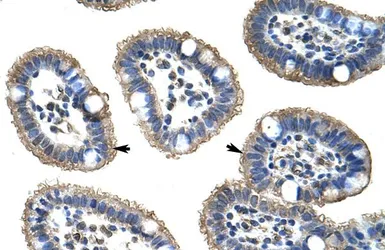 Anti-NUDT21 antibody, N-term used in IHC (Paraffin sections) (IHC-P). GTX47334