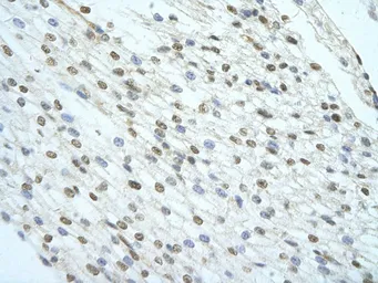 Anti-KHSRP antibody, Internal used in IHC (Paraffin sections) (IHC-P). GTX47379