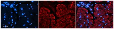 Anti-AKAP7 antibody, Internal used in IHC (Paraffin sections) (IHC-P). GTX47464