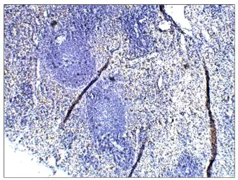 Anti-TLR1 antibody used in IHC (Paraffin sections) (IHC-P). GTX47794