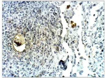 Anti-TMEM16A antibody used in IHC (Paraffin sections) (IHC-P). GTX47816