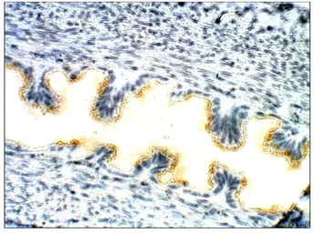 Anti-TIPIN antibody used in IHC (Paraffin sections) (IHC-P). GTX47820