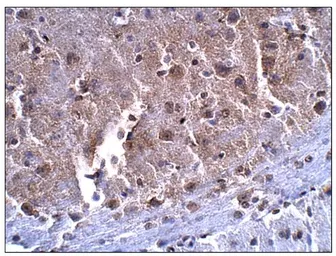 Anti-SLC7A10 antibody (N-terminal) used in IHC (Paraffin sections) (IHC-P). GTX47874