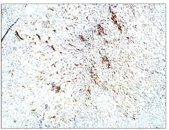 Anti-Aquaporin 3 antibody used in IHC (Paraffin sections) (IHC-P). GTX47922