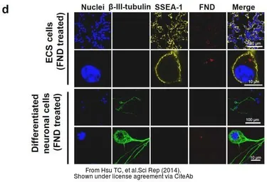 Anti-SSEA-1 / CD15 antibody [MC-480] used in Immunocytochemistry/ Immunofluorescence (ICC/IF). GTX48035