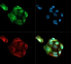 Anti-PSMD10 antibody used in Immunocytochemistry/ Immunofluorescence (ICC/IF). GTX48519
