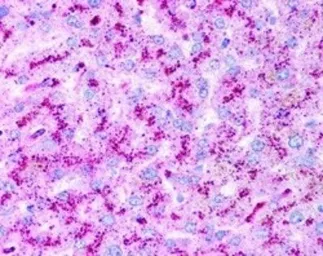 Anti-ATG5 antibody used in IHC (Paraffin sections) (IHC-P). GTX48583