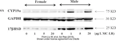 Anti-ERAB antibody used in Western Blot (WB). GTX48613