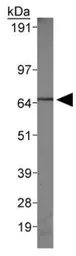 Anti-Grp78 antibody used in Western Blot (WB). GTX48633