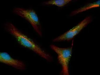 Anti-LC3A antibody used in Immunocytochemistry/ Immunofluorescence (ICC/IF). GTX48634