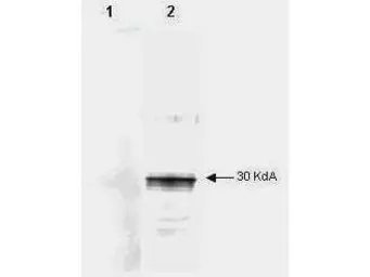 Anti-LEFTY2 antibody [7C5G1H6H10] used in Western Blot (WB). GTX48643