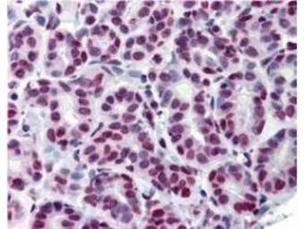 Anti-STAT5A (phospho Tyr694) antibody [5F6.F1] used in IHC (Paraffin sections) (IHC-P). GTX48647