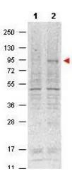 Anti-STAT5A (phospho Tyr694) antibody [5F6.F1] used in Western Blot (WB). GTX48648
