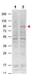 Anti-STAT5A (phospho Tyr694) antibody [5F6.F1] used in Western Blot (WB). GTX48648