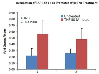 Anti-TAF1 antibody used in ChIP assay (ChIP assay). GTX48659