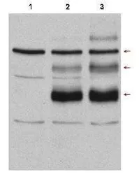 Anti-C-Myb antibody used in Western Blot (WB). GTX48705