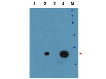 Anti-C/EBP delta antibody used in Western Blot (WB). GTX48713