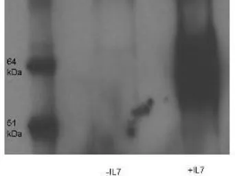 Anti-IL7 Receptor alpha (phospho Tyr449) antibody used in Western Blot (WB). GTX48714