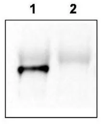 Anti-GRASP antibody used in Immunoprecipitation (IP). GTX48721