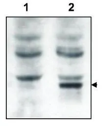 Anti-GRASP antibody used in Western Blot (WB). GTX48721
