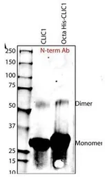 Anti-CLIC1 antibody, N-term used in Western Blot (WB). GTX48722