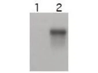 Anti-Cyclin E2 antibody used in Western Blot (WB). GTX48724