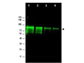 Anti-Mre11 antibody used in Western Blot (WB). GTX48735