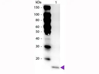 Anti-IL17F antibody (HRP) used in Western Blot (WB). GTX48757