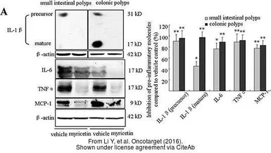 Anti-MCP1 / CCL2 antibody used in Western Blot (WB). GTX48813