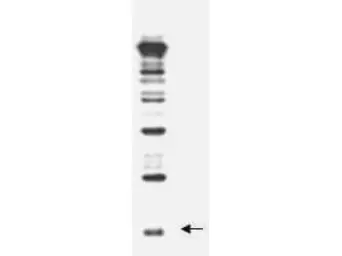 Anti-Rub1 antibody used in Western Blot (WB). GTX48823