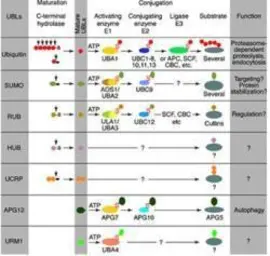 Anti-Sumo antibody [4F2.F5.G2] used in  (). GTX48824