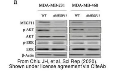 Anti-MEGF11 antibody, Internal used in Western Blot (WB). GTX49102