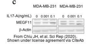 Anti-MEGF11 antibody, Internal used in Western Blot (WB). GTX49102