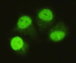 Anti-SMAD5 antibody [4B10-B10-B6] used in Immunocytochemistry/ Immunofluorescence (ICC/IF). GTX49219