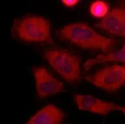 Anti-LDHA antibody [AT1A4] used in Immunocytochemistry/ Immunofluorescence (ICC/IF). GTX50001