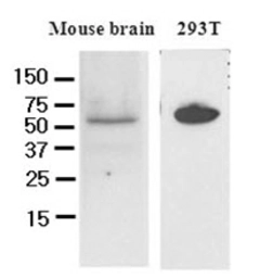 Anti-DACT3 antibody [2A5] used in Western Blot (WB). GTX50032