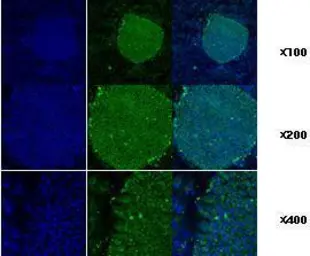 Anti-GRP94 antibody [2H3] used in Immunocytochemistry/ Immunofluorescence (ICC/IF). GTX50064