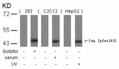 Anti-c-Jun (phospho Ser243) antibody used in Western Blot (WB). GTX50104