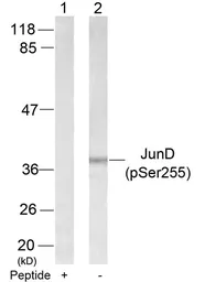 Anti-JunD (phospho Ser255) antibody used in Western Blot (WB). GTX50107