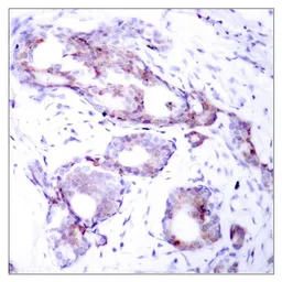 Anti-c-Myc (phospho Ser373) antibody used in IHC (Paraffin sections) (IHC-P). GTX50113