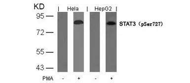 Anti-STAT3 (phospho Ser727) antibody used in Western Blot (WB). GTX50120