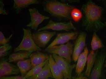 Anti-PTEN (phospho Ser380/Thr382/Thr383) antibody used in Immunocytochemistry/ Immunofluorescence (ICC/IF). GTX50130
