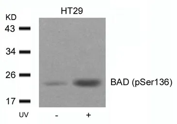 Anti-Bad (phospho Ser136) antibody used in Western Blot (WB). GTX50136