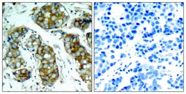 Anti-CDC25A (phospho Ser76) antibody used in IHC (Paraffin sections) (IHC-P). GTX50198