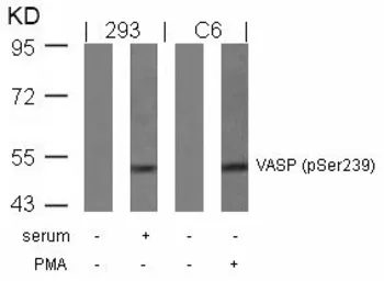 Anti-VASP (phospho Ser239) antibody used in Western Blot (WB). GTX50213